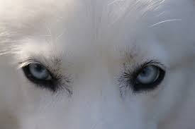 Check spelling or type a new query. How Do I Get My Siberian Husky Puppy To Stop Biting Petskb