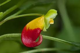 Image result for Impatiens niamniamensis