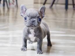 French Bulldog Black And White Blue Eyes Pin On Mousse