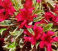 Plant Descriptions Hybrid Azalea Azalea Flower Azaleas Plants