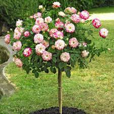 Jun 06, 2021 · chacun s'échauffe comme il veut, mais là c'est assez particulier. Rosier Princesse Charlene De Monaco Meidysouk Vente De Rosiers A Grandes Fleurs Meilland Richardier