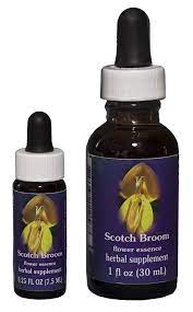 Scotch Broom Fes Quintessentials Flower Essences Flower Essences