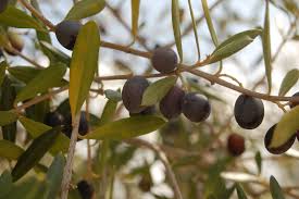 Image result for Oleaceae