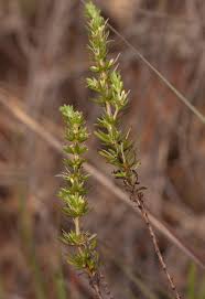 Image result for Anthospermum rigidum