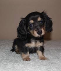 Don't miss what's happening in your neighborhood. Mini Dachshunds Longhair Smooth For Sale In Memphis Tennessee Classified Americanlisted Com