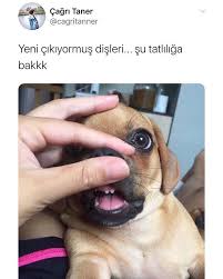 Erva Adli Kullanicinin Sozler Panosundaki Pin 2020 Komik Seyler Komik
