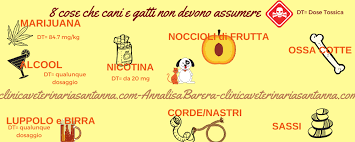 Cibi velenosi per cani e gatti: Cibi E Sostanze Pericolosi Per Cani E Gatti La Guida Definitiva