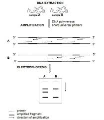 Steps Of The Rapd Technique Download Scientific Diagram