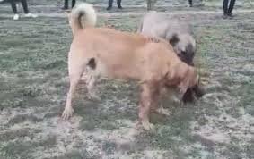 Internetken Kopek Dovusu Duzenleyenlere Operasyon Bursada Bugun Bursa Bursa Haber Bursa Haberi Bursa Haberleri Bursa