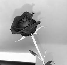 Pinterest aesthetic pictures black and white. Black And White Rose Pinterest Ayyeshayy Aesthetic Black White Rose Black And White Aesthetic Aesthetic Grunge Black Red Rose Pictures