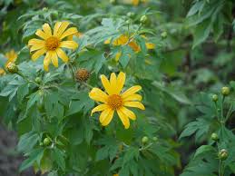 Image result for Tithonia diversifolia