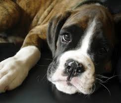 Click here to view boxer dogs in california for adoption. Adopt A Boxer Rescue Not For Profit 501c 3 Charitable Organization Boxer Rescue