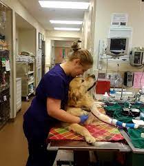 24 hour pet clinic near me. A Guide To Veterinary Emergency And Critical Care Oakland Veterinary Referral Services