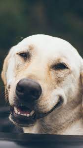 Iphone Wallpapers Smiling Labrador Dog Wallpaper For Iphone And Android Dog Wallpaper Labrador Dog Cute Animals Puppies