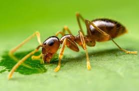 Image result for Vepris allenii