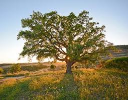 Chantement Climatique Plantons Des Arbres Mais Pas N Importe Lesquels