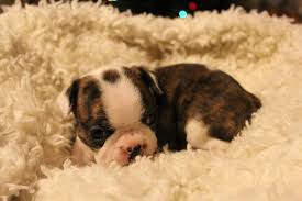 Ready now 8 weeks old. Boston Terrier Puppies Hoobly Pets Lovers
