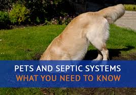 Add meat tenderizer to your dog's food (it will make the dog waste taste very bad). Pets And Septic Systems What You Need To Know Advanced Septic Services