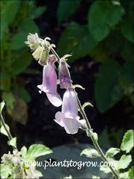 Image result for Ceratotheca