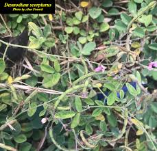 Image result for Desmodium scorpiurus
