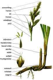 Image result for Carex mildbraediana