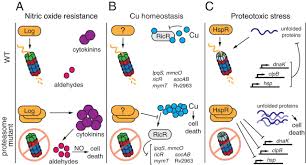 May 18, 2021 · focused on discovery and optimization challenges of small molecule drug candidates, drug discovery chemistry is a dynamic conference for medicinal chemists working in pharma and biotech. Bacterial Proteasomes Mechanistic And Functional Insights Microbiology And Molecular Biology Reviews