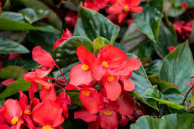 Image result for Begonia horticola