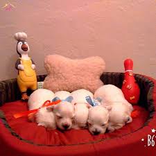Terrier Maltese Yavrularinin En Tatli Zamanlari Bu Donemler Degil Mi Http Bit Ly Kd10945 Kopek Oyuncak