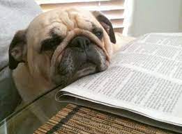 Maybe you would like to learn more about one of these? 11 Pugs Who Make Reading Look So Good Pugs Cute Dog Photos Raining Cats And Dogs