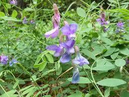 Image result for Vicia