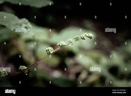 Image result for Tragia okanyua