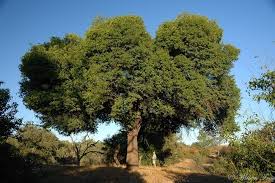 Image result for Schotia brachypetala