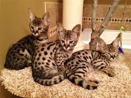 An f1 means one of its parents is a w. Drinkwater F1 Savannahs Savannahs Page Savannah Chat Savannah Kitten Savannah Cat