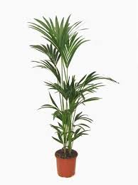 Unless you have the right climate it's going to be extremely difficult to grow one in your yard. 10 Lush Indoor Palms For Your Home Scrapbook Blog