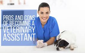 Veterinary assistants work mainly in clinics and hospitals, helping technicians treat the injuries and illnesses of animals. Pros And Cons Of Becoming A Veterinary Assistant