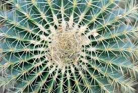 Mais si vous voulez de belles plantes vigoureuses, un apport d'engrais. Grande Boule De Baril D Echinocactus Grusonii Ou Cactus D Or Exotique De Coussin De Belle Mere D En Haut Image Stock Image Du Cercle Coussin 152378789