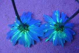 We did not find results for: Flower Science Experiment For Kids Diy Glowing Flowers