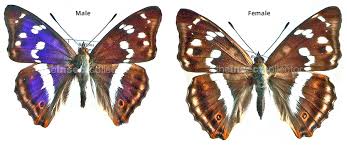 Image result for Apatura iris