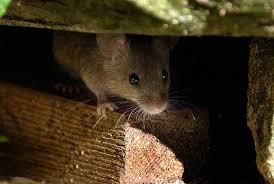 With over 40 years of experience in the pest control industry, pelican pest control is a locally owned and operated business that serves the residential pest control needs of our customers. Bug Ninja Pest Control Expert Pest Control Advice