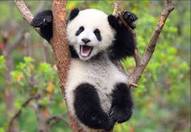 Diese Panda Doku Ist Der Entzuckendste Tierfilm Des Jahres Panda Osos Panda Panda Bebe