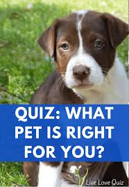 Quiz What Pet Is Right For You Dog Quiz Quiz Pets