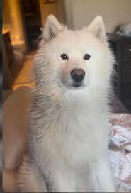 Please please share as much as possible my co Co has been stolen from  Lemington area had had been sighted in high spen for the last couple of  days, please if you