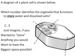Mcas Prep Guide Pages 3 4 Eukaryote And Prokaryotes Plant And Prokaryotes Cell Parts Organelles