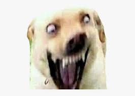 Captain doge shirt roblox roblox. Dog Spicymeme Lit Doge Spooky Freetoedit Cursed Dog Image Meme Png Image Transparent Png Free Download On Seekpng