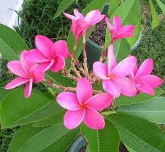 Miami Rose Plumeria Has Such A Tropical Scent Like Coconut Some Say It Smells Like Coconut Long Bloom Plumeria Flowers Flowers For Algernon Plumeria Care