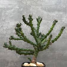 Image result for Euphorbia eylesii
