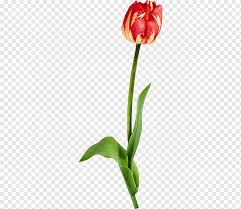 3572 bunga clipart gratis domain publik vektor. Gambar Keluarga Tulip Animasi Bunga Tanaman Bunga Potong Daun Bunga Batang Tanaman Animasi Tunas Memotong Bunga Png Pngwing
