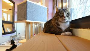 31664 n fairfield rd grayslake, il 60030. Save A Pet Adoption Center Outfits Cat Colony Rooms With Natural Wood Cat Trees From Mountain Pet Products Hauspanther