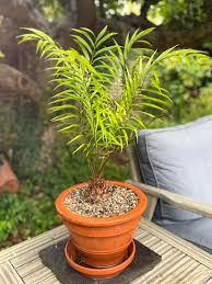 Image result for Zamiaceae