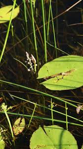 Image result for Burnatia enneandra